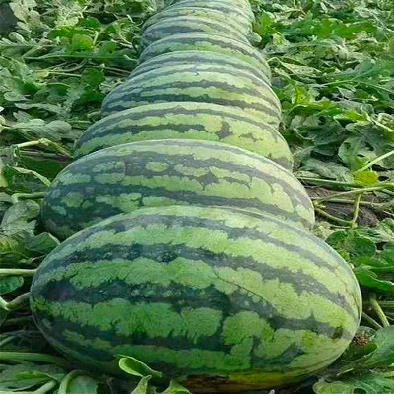 Lazy Seedless Watermelon - Image 6