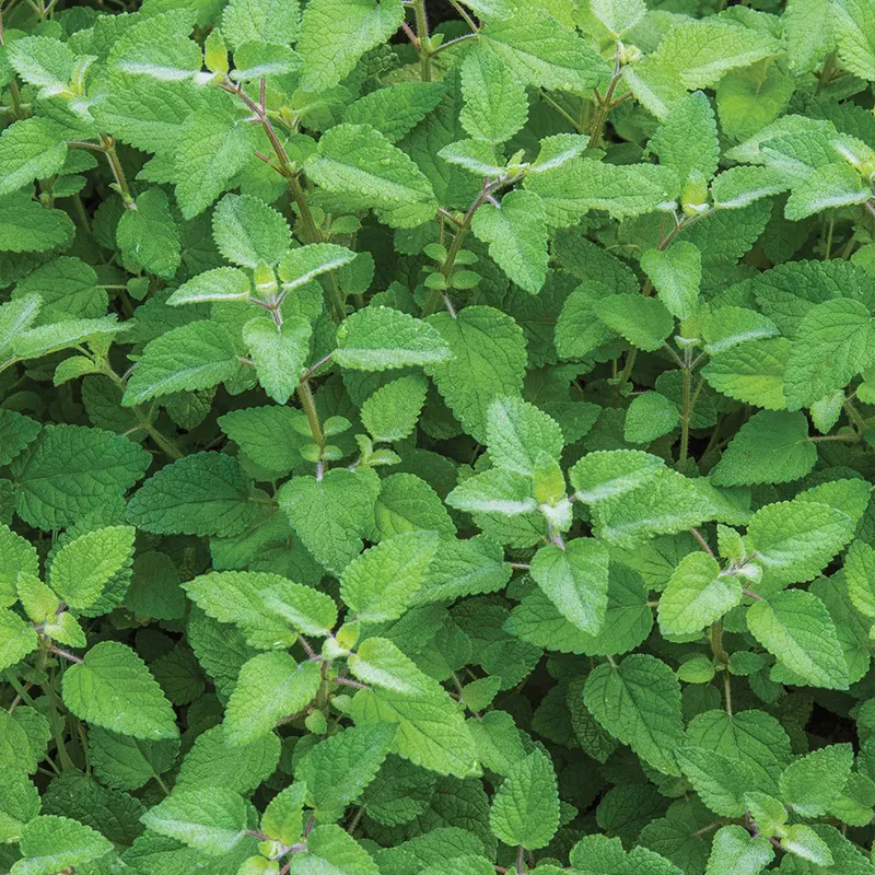 Lemon Balm, Mandarina - Image 3
