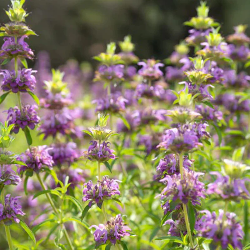Lemon Bee Balm Flower - Image 2