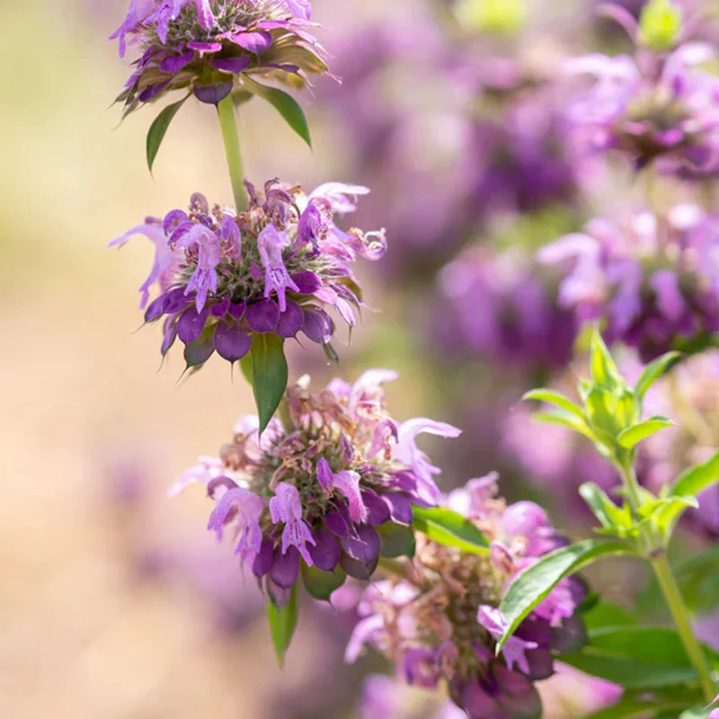 Lemon Bee Balm Flower - Image 3