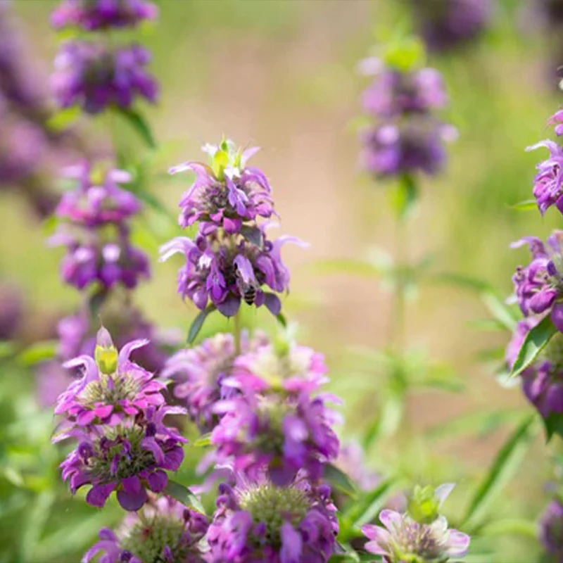 Lemon Bee Balm Flower - Image 4