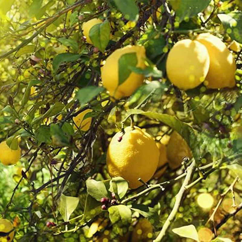 Lemon Seeds for Planting Organic High Survival Rate Lemon Tree Seeds Planting for Home Garden - Image 2