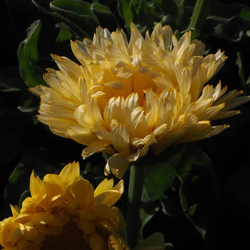 Lemon Sorbet Calendula - Image 4