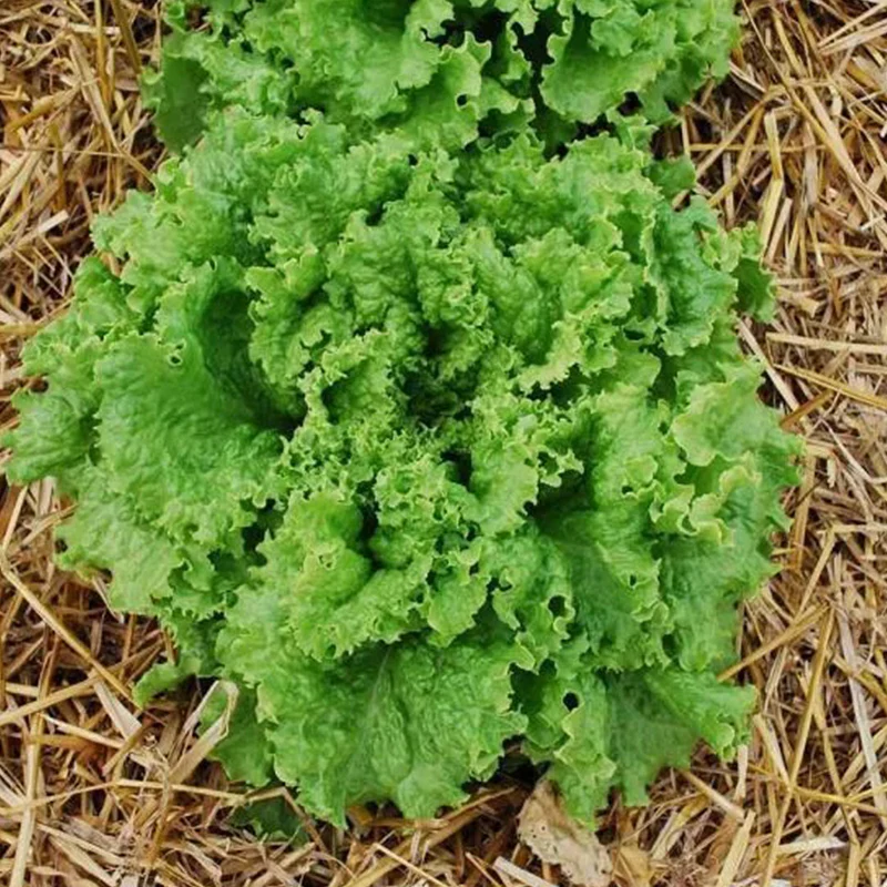 Lettuce Bergam's Green - Image 2