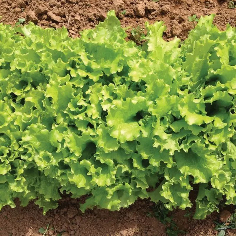 Lettuce Bergam's Green - Image 3