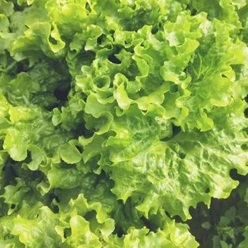 Lettuce Bergam's Green - Image 4
