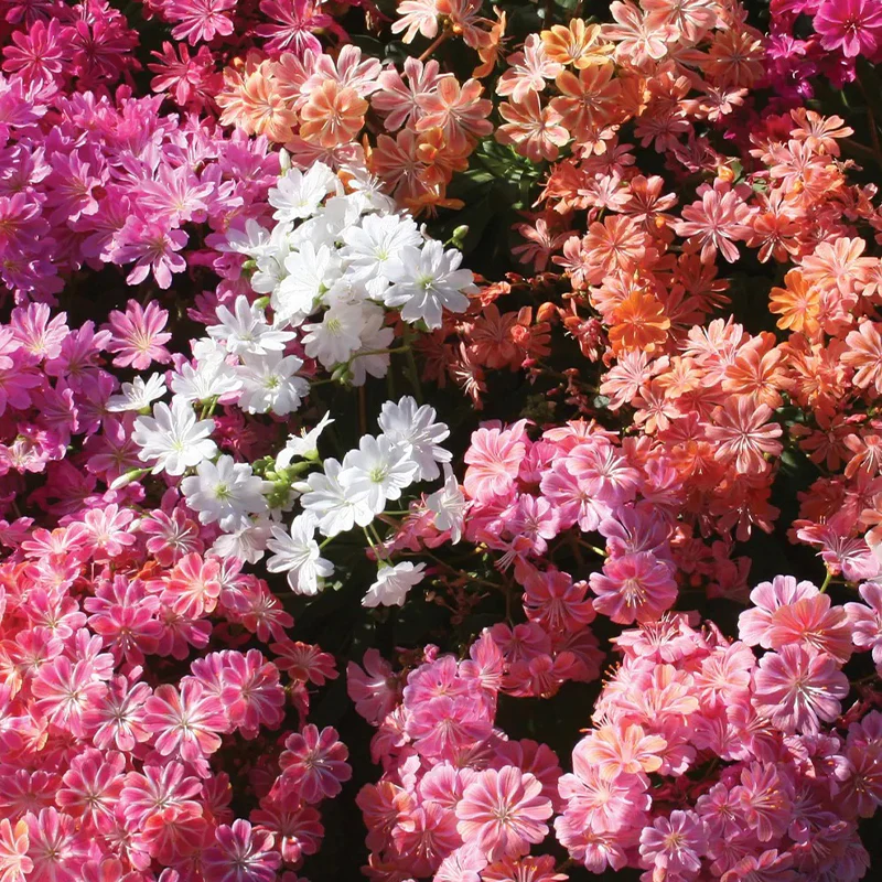 Lewisia, Elise Mix - Image 2