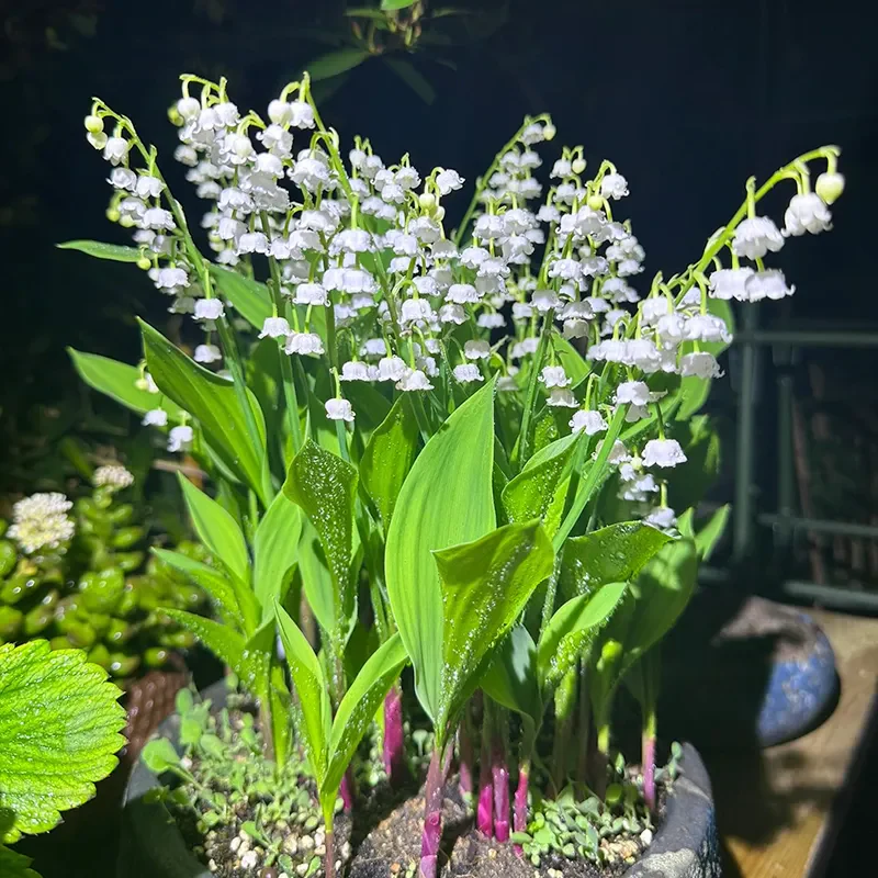 Lily of the Valley Seeds - Image 7