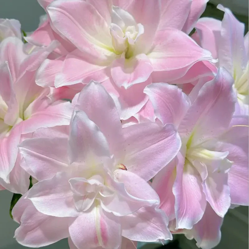 Lily Seeds - Image 3