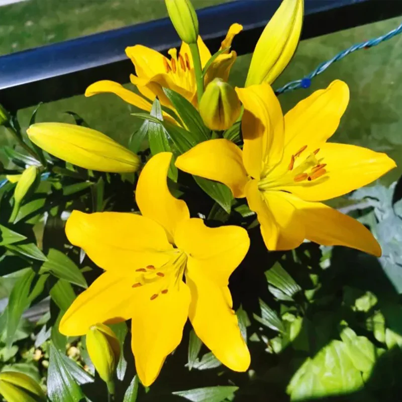 Lily Seeds - Image 4