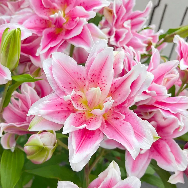 Lily Seeds - Image 6
