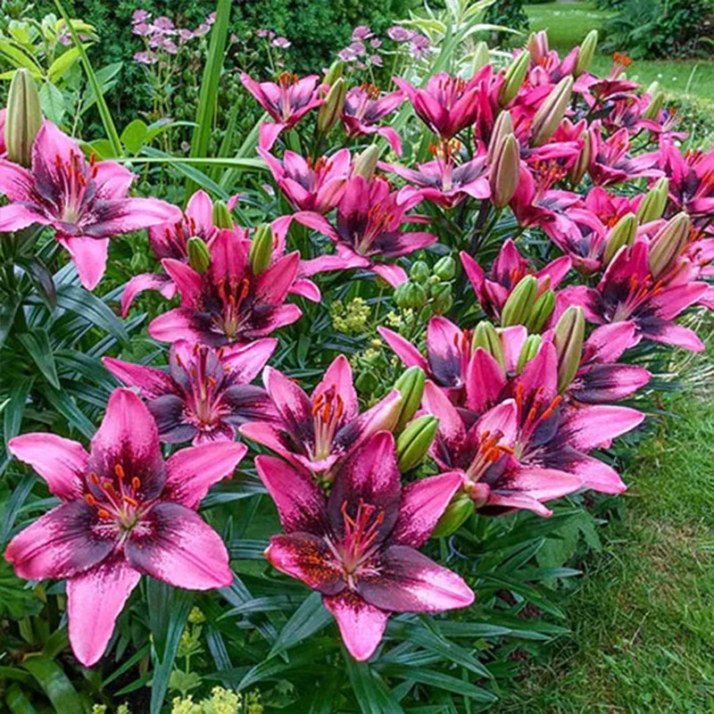 Lily Seeds - Image 9
