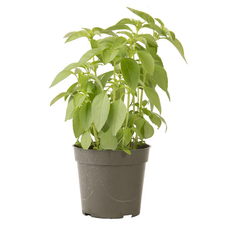 Lime Basil Seed - Image 2