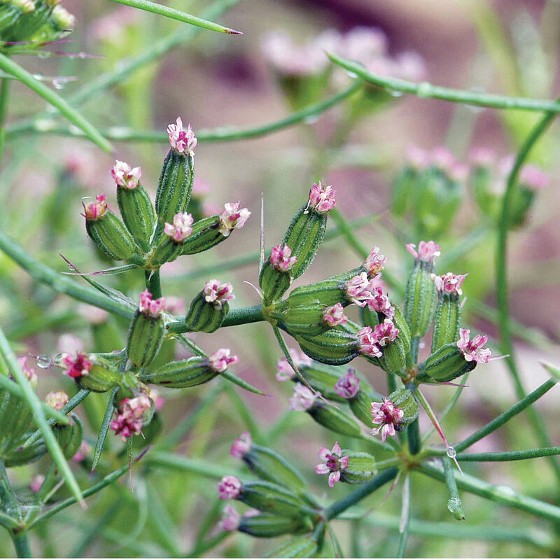Cumin Herb Seed - Image 2