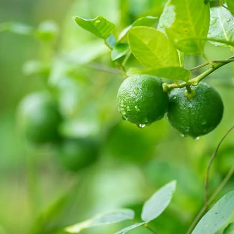 Lime Tree Seeds - Image 2