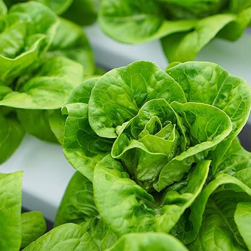 Little Gem Lettuce Seeds Grows Adorable Mini Romaine Lettuce Heads Vegetable Seeds for Planting - Image 4