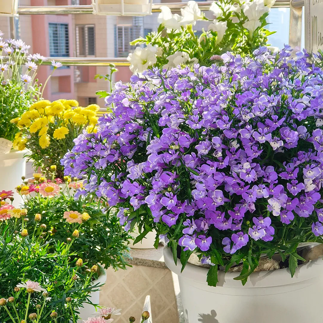 Lobelia Seeds - Blue Carpet - Image 4
