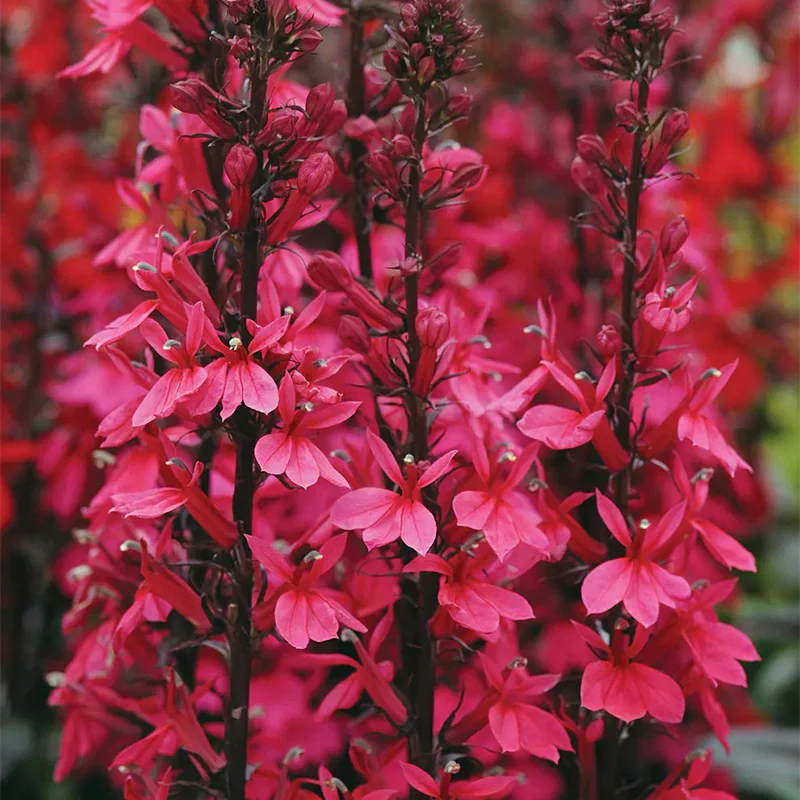 Lobelia speciosa, Starship Deep Rose - Image 2