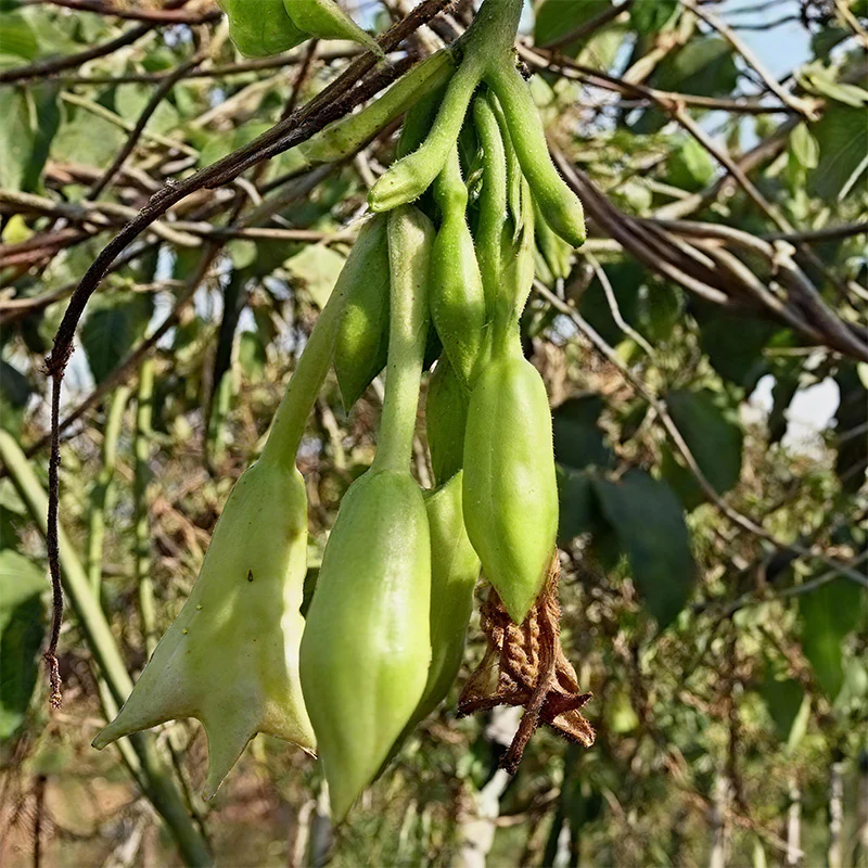 loroco Plant Seeds