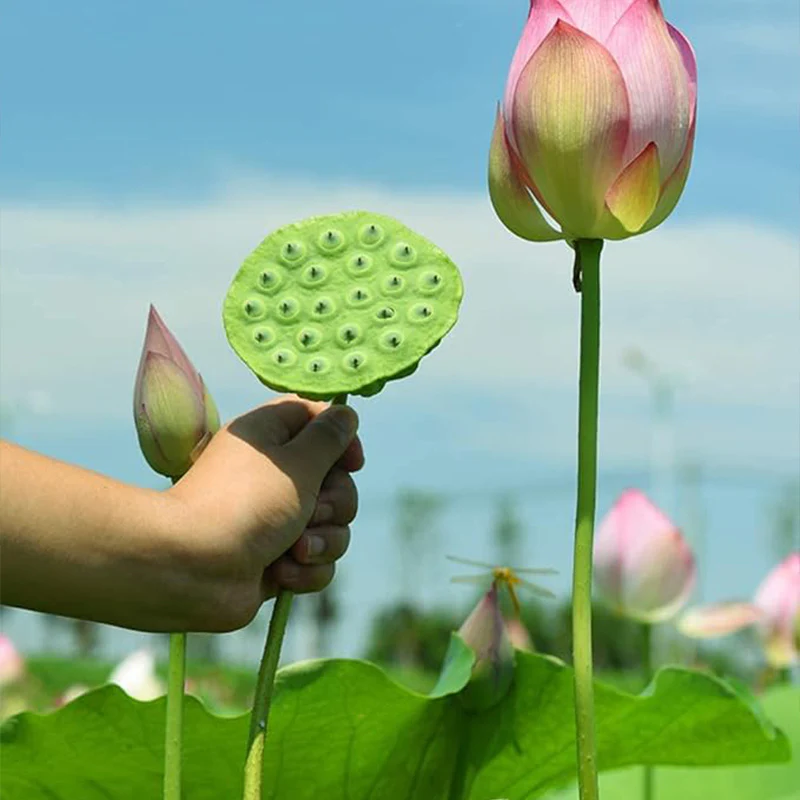 Lotus Root Seeds Edible Plant Fruit Seed,Grow Beautiful Lotus Flowers and Roots for Home Garden,Organic Healthy Vegetable Seed - Image 2