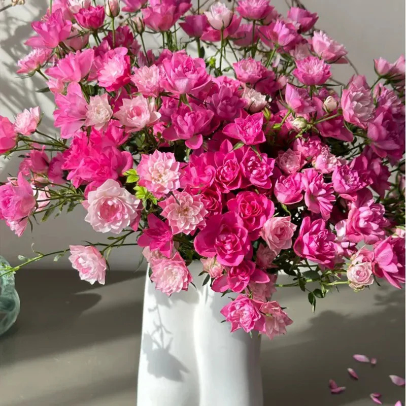 Lotus Star Rose Seeds: Blooming All Year, Bringing Continuous Good Fortune - Image 2