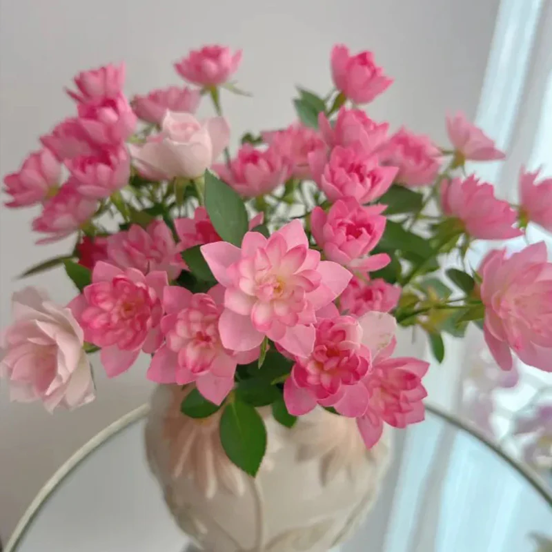 Lotus Star Rose Seeds: Blooming All Year, Bringing Continuous Good Fortune - Image 4