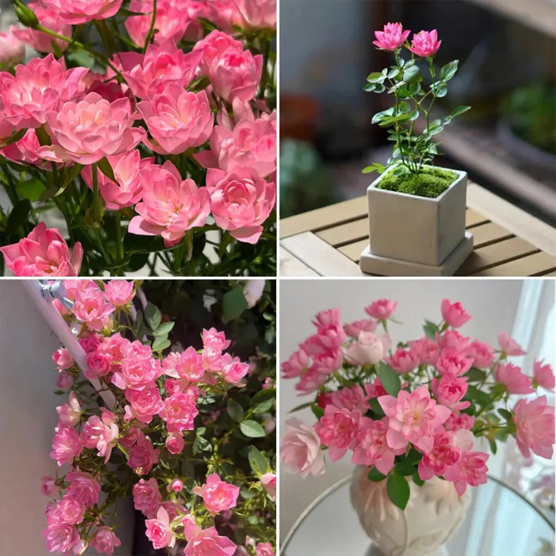 Lotus Star Rose Seeds: Blooming All Year, Bringing Continuous Good Fortune - Image 5