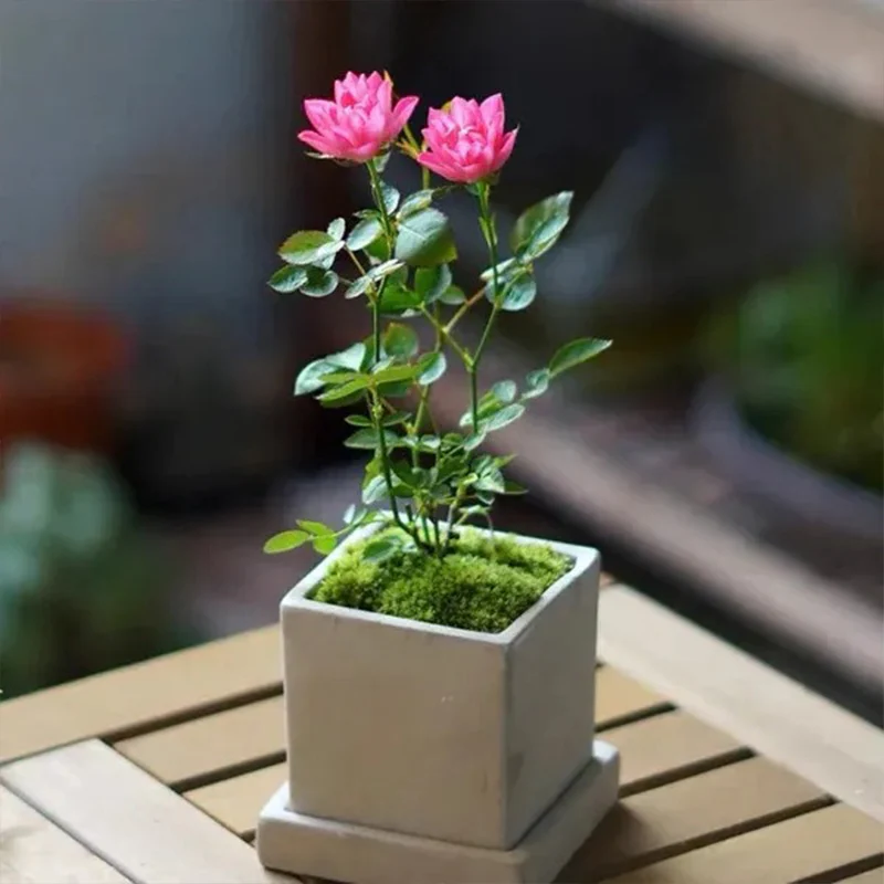 Lotus Star Rose Seeds: Blooming All Year, Bringing Continuous Good Fortune - Image 6