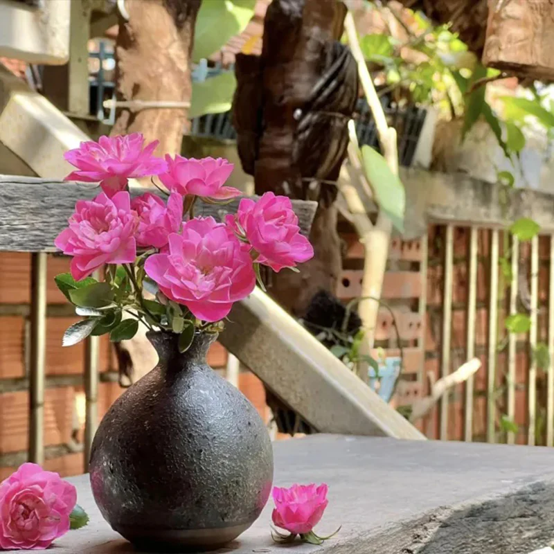 Lotus Star Rose Seeds: Blooming All Year, Bringing Continuous Good Fortune - Image 8