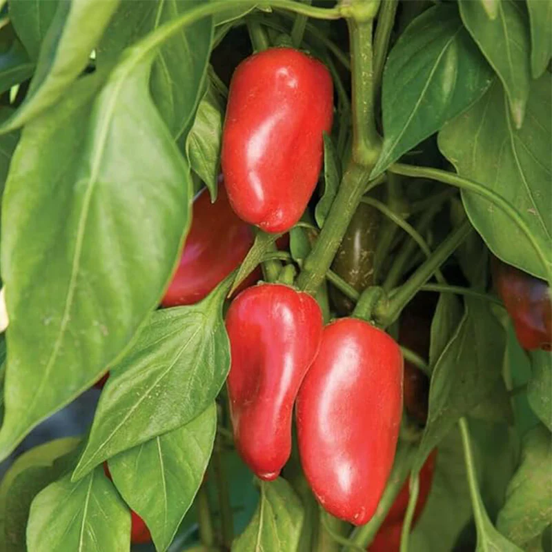 Lunchbox Sweet Snacking Pepper Seeds Red Orange Yellow Non-GMO - Image 2