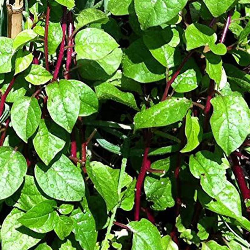 Malabar Red Stem Spinach Seeds - Image 3