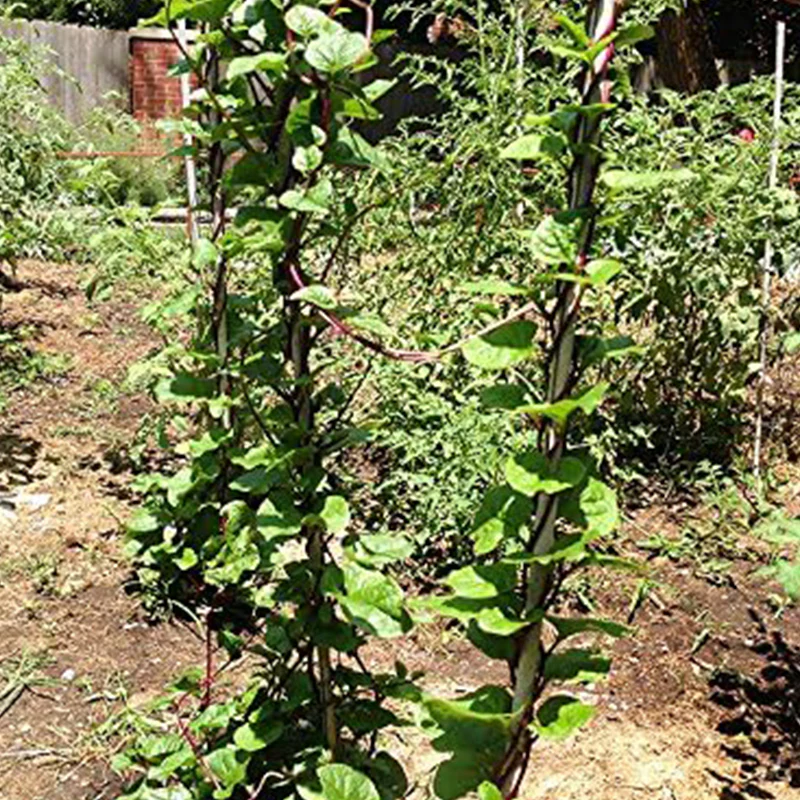 Malabar Red Stem Spinach Seeds - Image 4