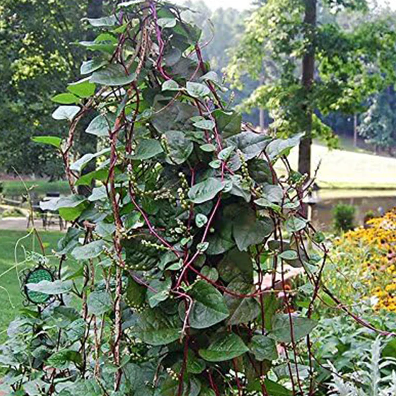 Malabar Red Stem Spinach Seeds - Image 5