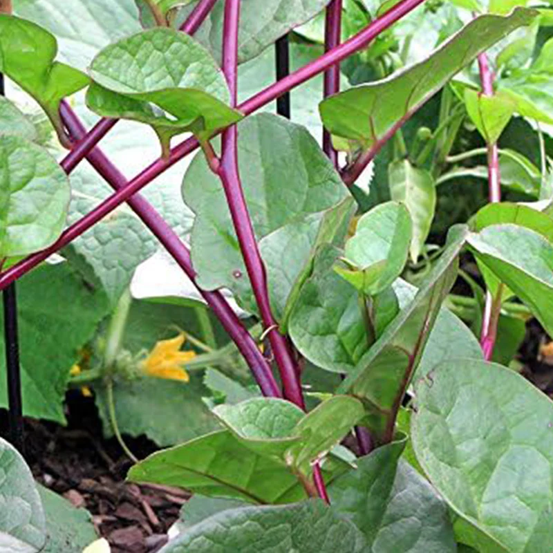 Malabar Red Stem Spinach Seeds - Image 6