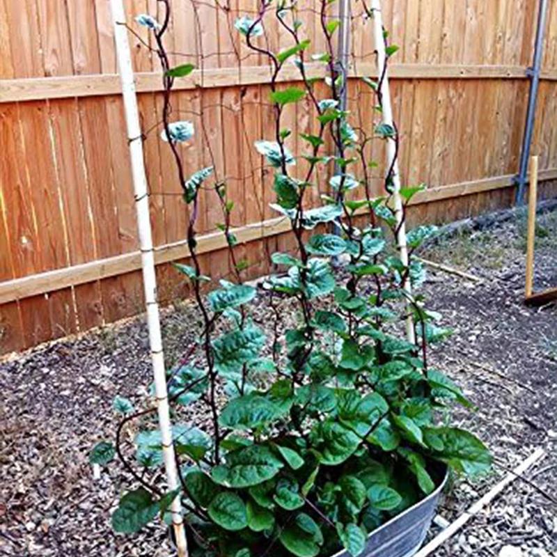 Malabar Red Stem Spinach Seeds - Image 7