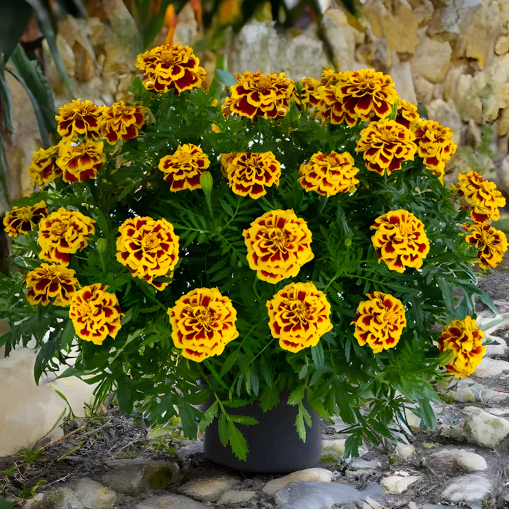 Mango Tango Marigold Seeds - Image 3
