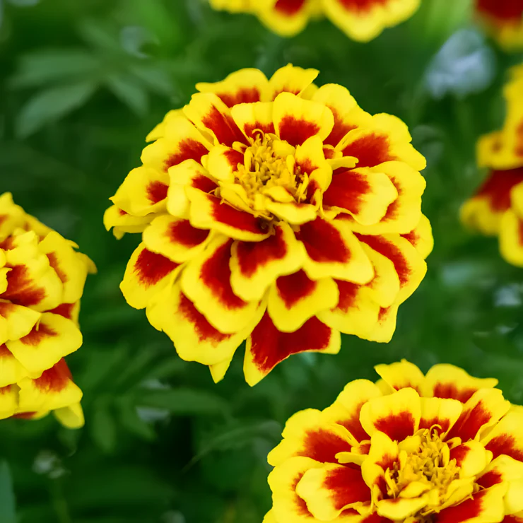 Mango Tango Marigold Seeds - Image 4