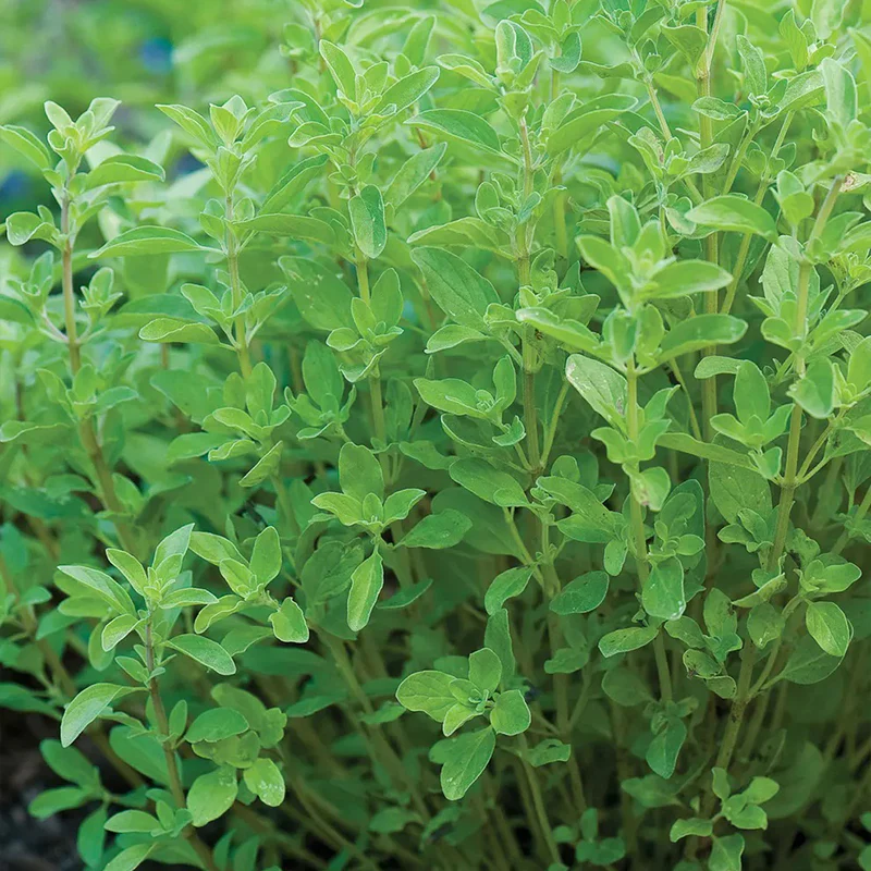 Marjoram, Sweet - Image 3