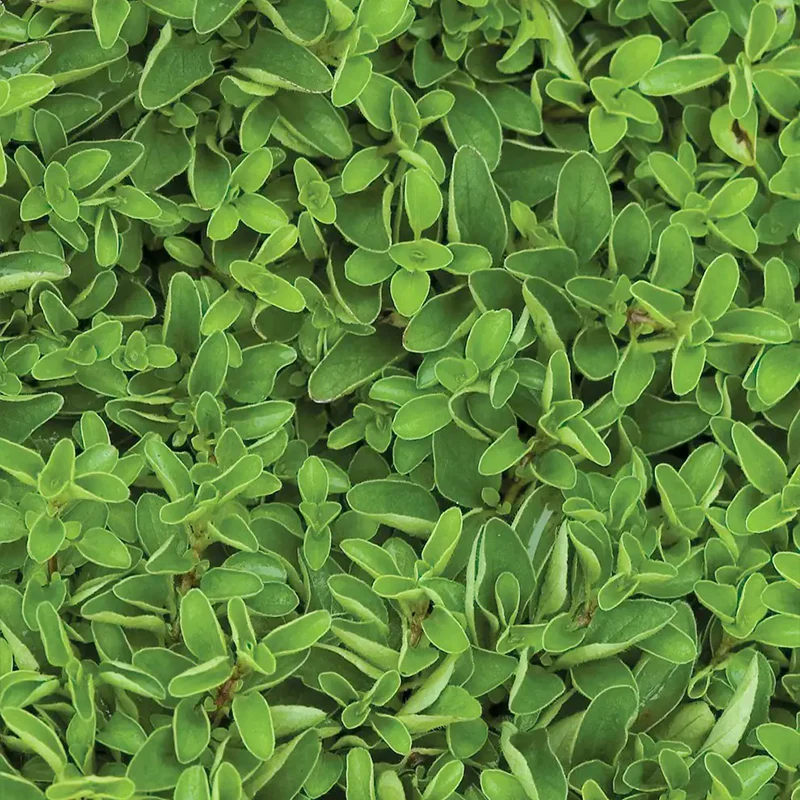 Marjoram, Sweet - Image 4