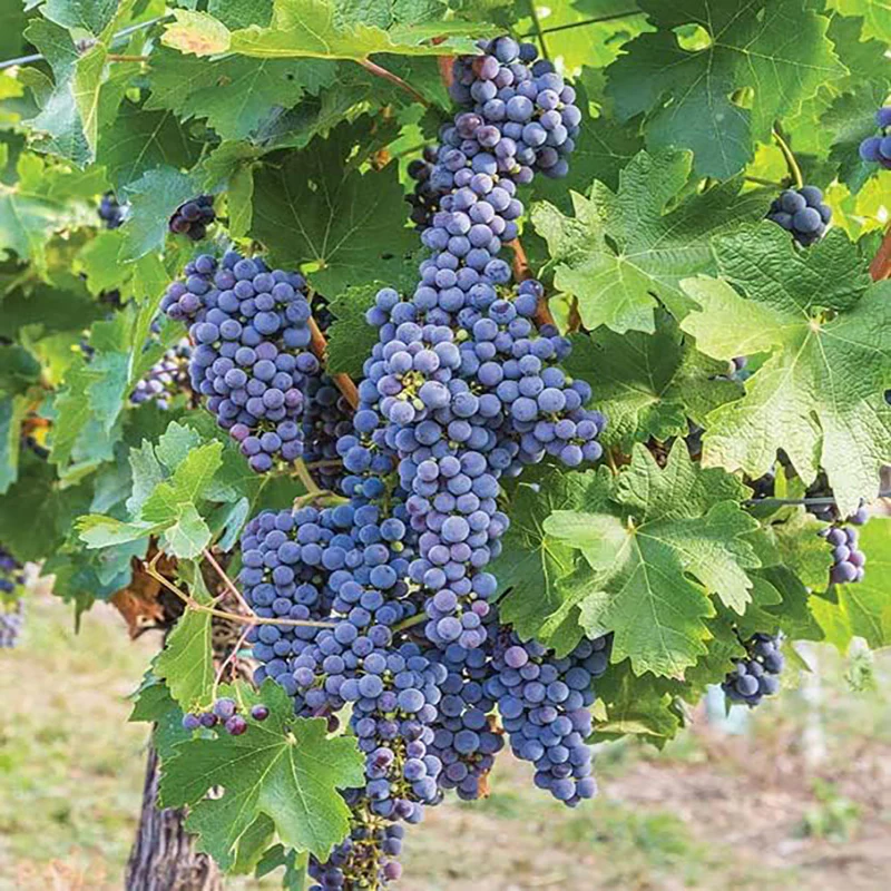 Mars Seedless Grape Bare Root Perennial Grape Hardy and Long-Lived Fast - Image 2