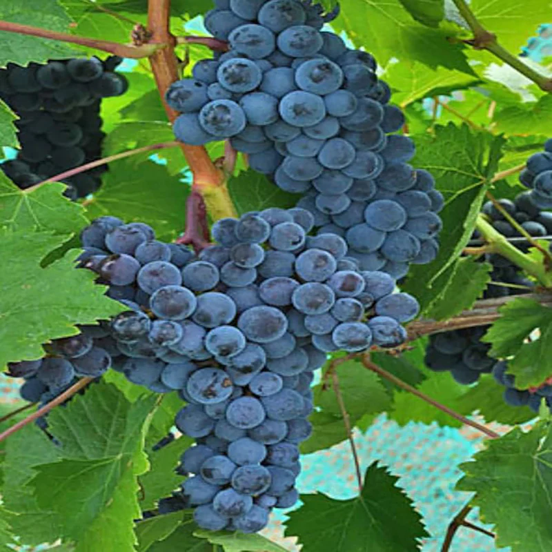 Mars Seedless Grape Bare Root Perennial Grape Hardy and Long-Lived Fast - Image 3