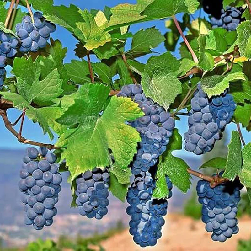 Mars Seedless Grape Bare Root Perennial Grape Hardy and Long-Lived Fast - Image 4