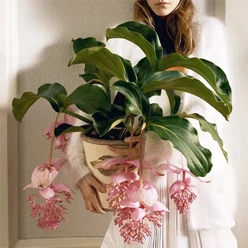 Medinilla Magnifica Flower Seeds - Image 3