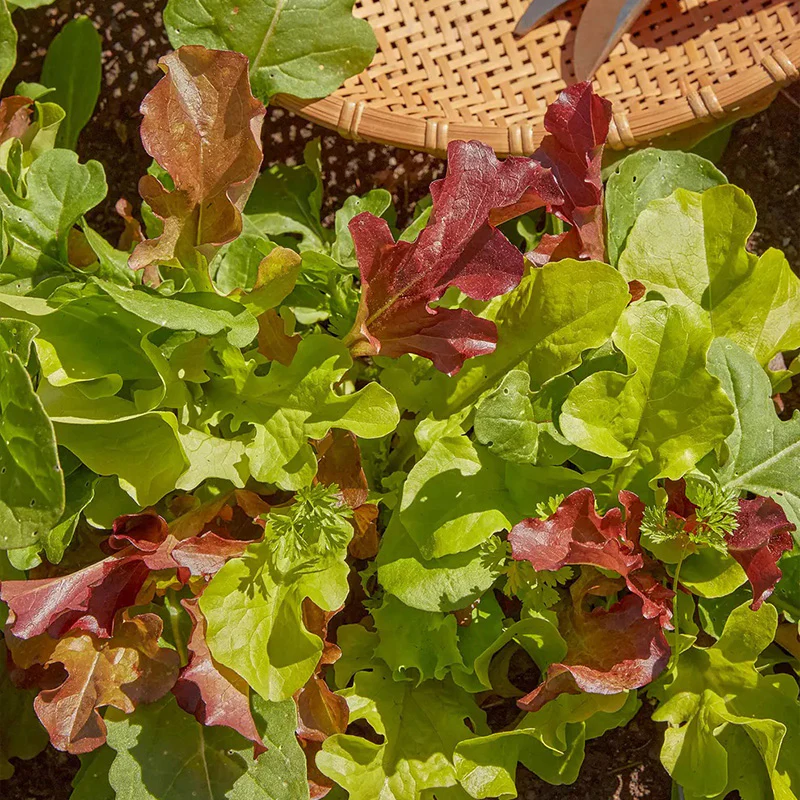 Mesclun, Classic Mix - Image 2