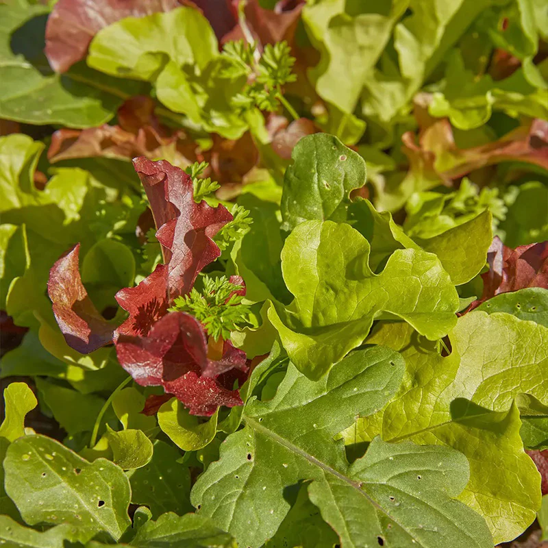 Mesclun, Classic Mix - Image 3