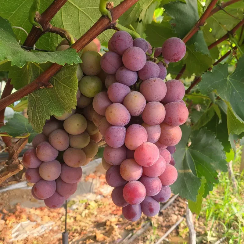 Midknight Beauty Grapes Seeds - Giant Rose (Rose scented) - Image 10