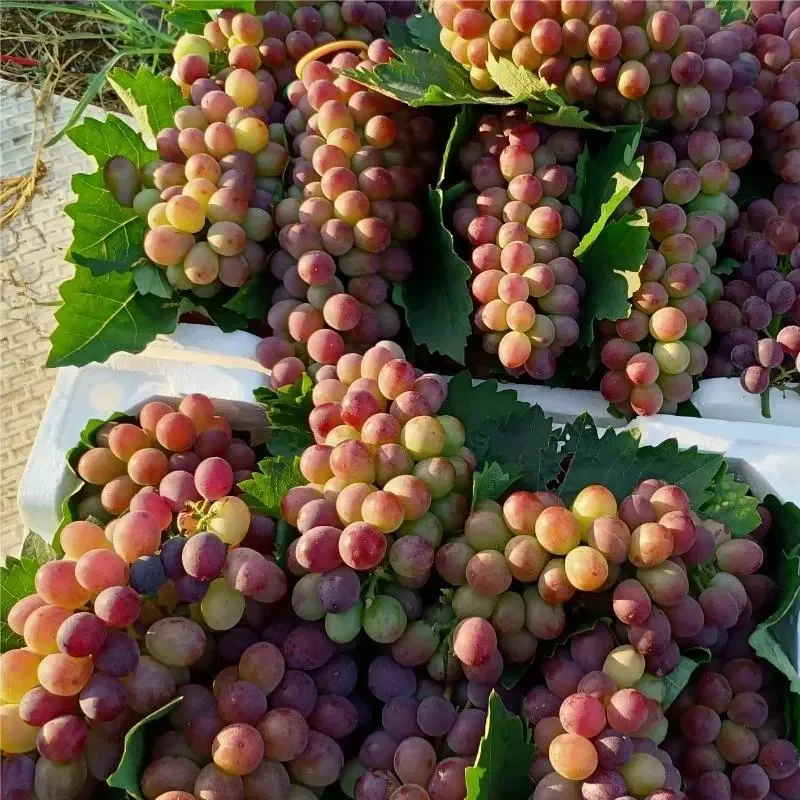 Midknight Beauty Grapes Seeds - Giant Rose (Rose scented) - Image 11