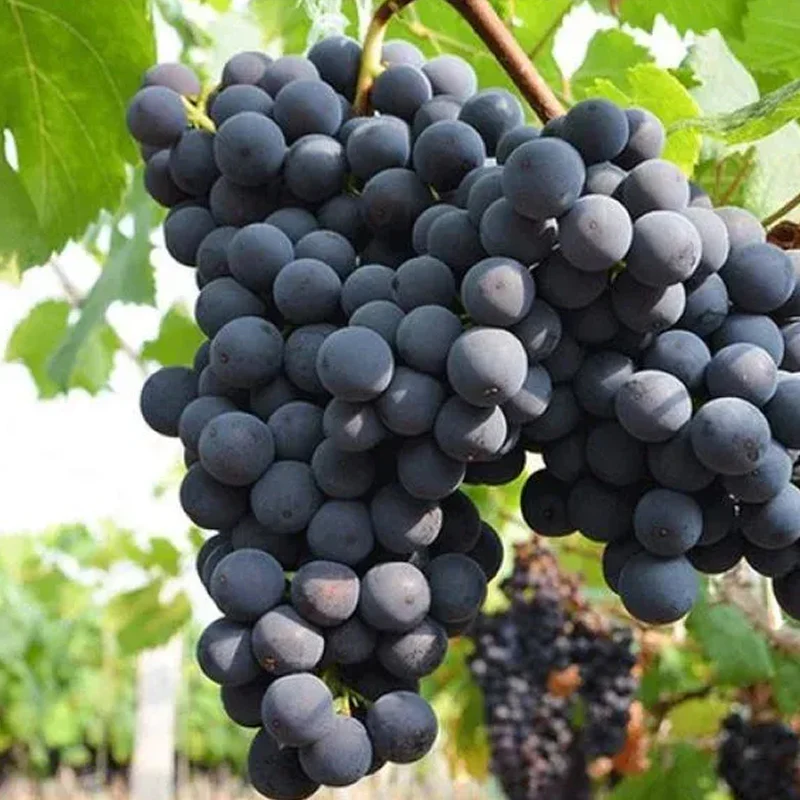 Midknight Beauty Grapes Seeds - Giant Rose (Rose scented) - Image 12