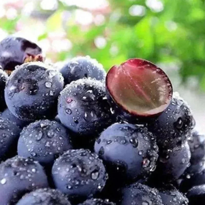 Midknight Beauty Grapes Seeds - Giant Rose (Rose scented) - Image 13