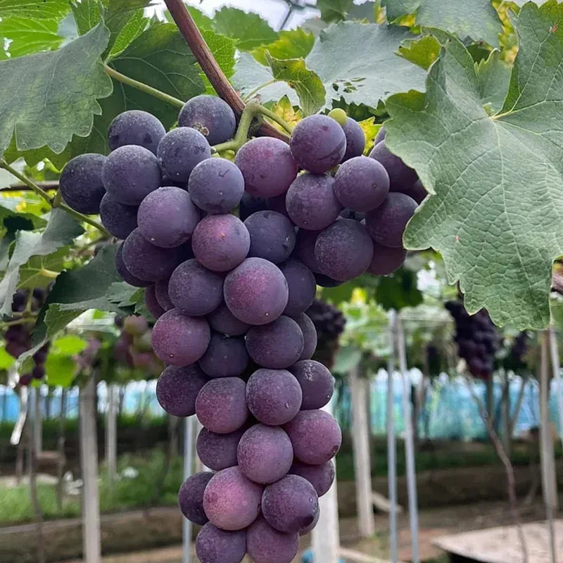 Midknight Beauty Grapes Seeds - Giant Rose (Rose scented) - Image 14